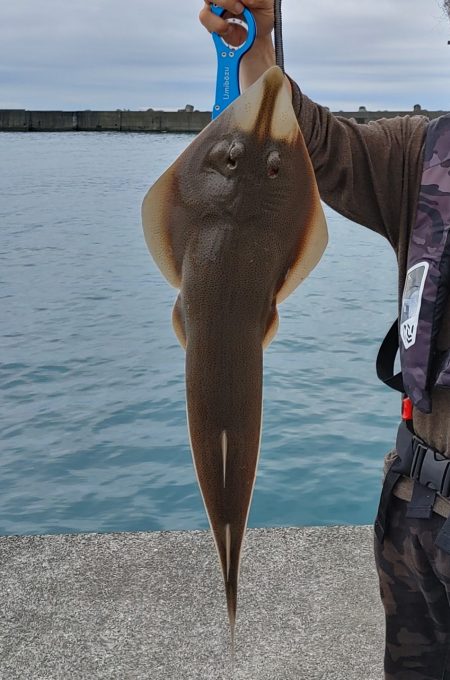 ヒラメ釣り、何じゃこれは!?